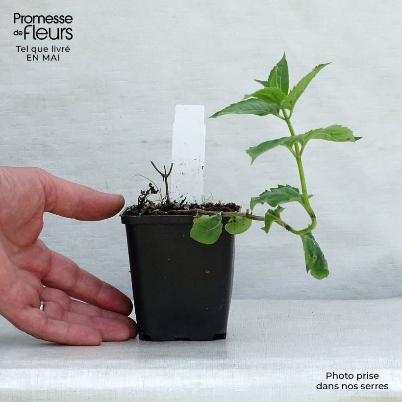 Monarda fistulosa Tetraploid - Bergamota silvestre Maceta de 8/9 cm Ejemplar entregado en la primavera