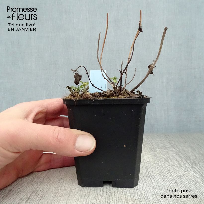 Bergamota silvestre Beauty of Cobham Maceta de 8/9 cm Ejemplar entregado en invierno