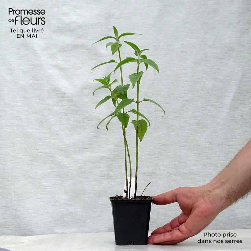 Bergamota silvestre Blaustrumpf Maceta de 8/9 cm Ejemplar entregado en la primavera