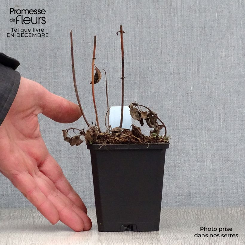 Bergamota silvestre Blaustrumpf Maceta de 8/9 cm Ejemplar entregado en invierno