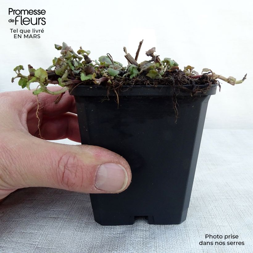 Bergamota silvestre Cambridge Scarlet Maceta de 8/9 cm Ejemplar entregado en la primavera