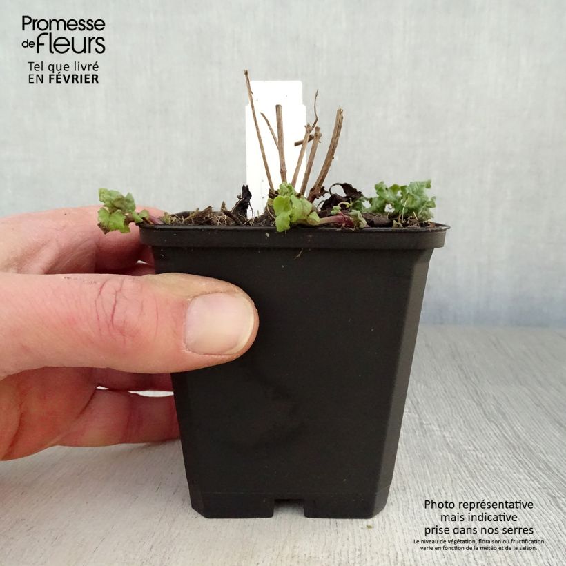 Bergamota silvestre Cambridge Scarlet Maceta de 8/9 cm Ejemplar entregado en invierno