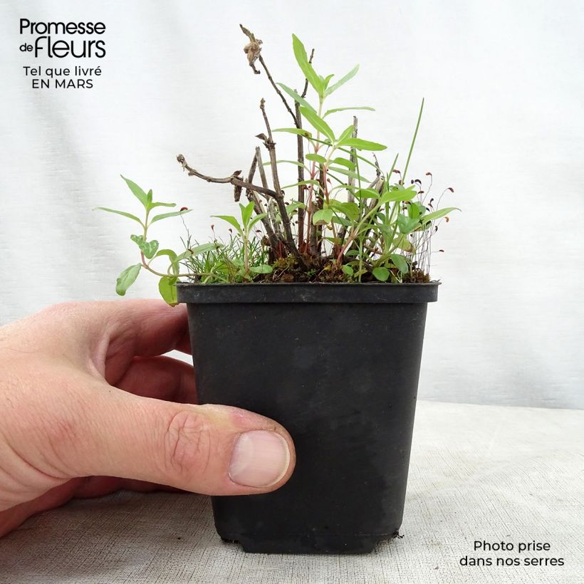 Bergamota silvestre Cranberry Lace Maceta de 8/9 cm Ejemplar entregado en la primavera