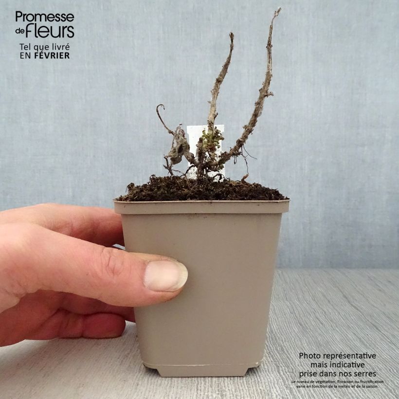 Bergamota silvestre Cranberry Lace Maceta de 8/9 cm Ejemplar entregado en invierno