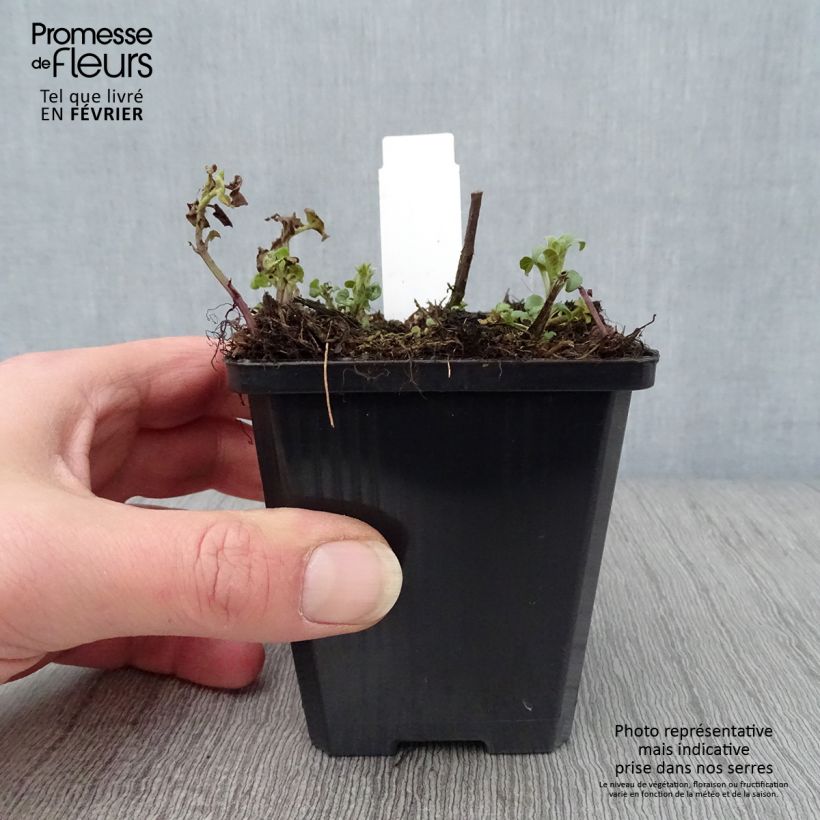 Monarda didyma Dancing Bird - Bergamota silvestre Maceta de 8/9 cm Ejemplar entregado en invierno