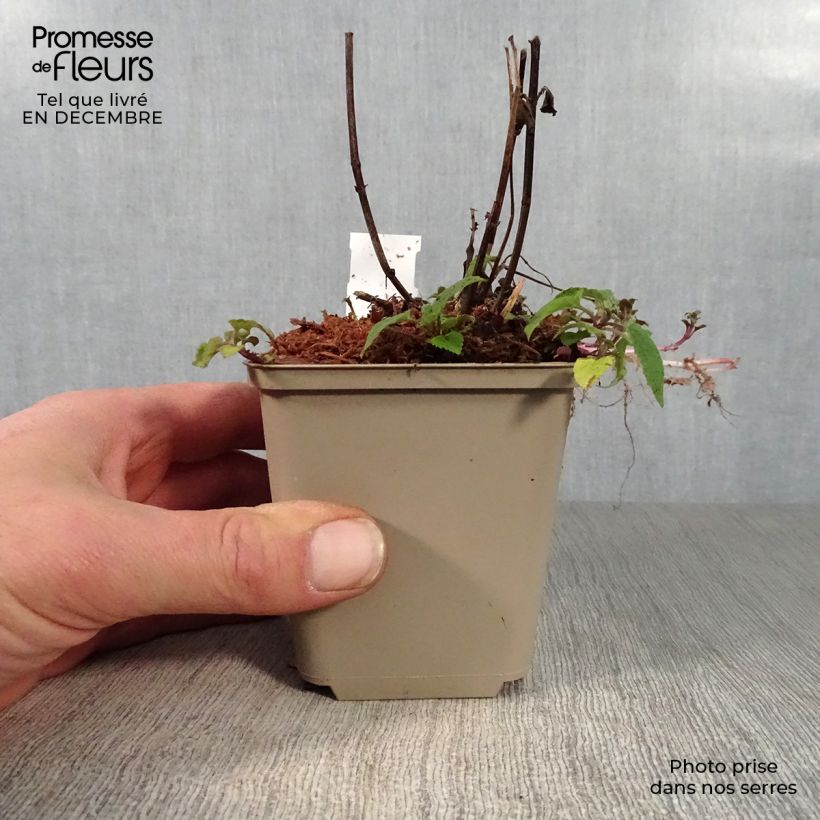 Bergamota silvestre Feuerschopf Maceta de 8/9 cm Ejemplar entregado en invierno