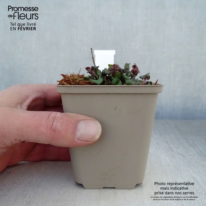 Bergamota silvestre Fireball Maceta de 8/9 cm Ejemplar entregado en invierno