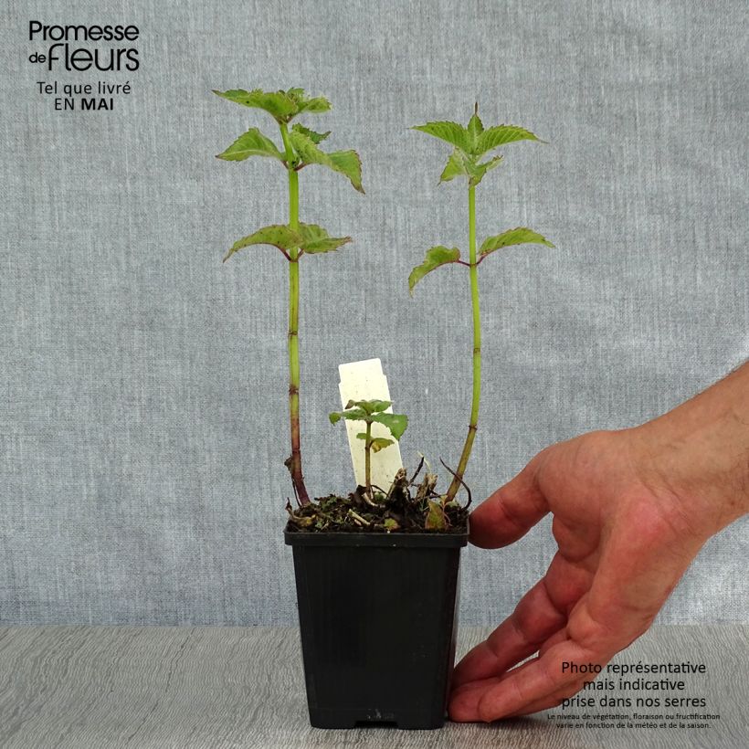 Bergamota silvestre Fireball Maceta de 8/9 cm Ejemplar entregado en la primavera