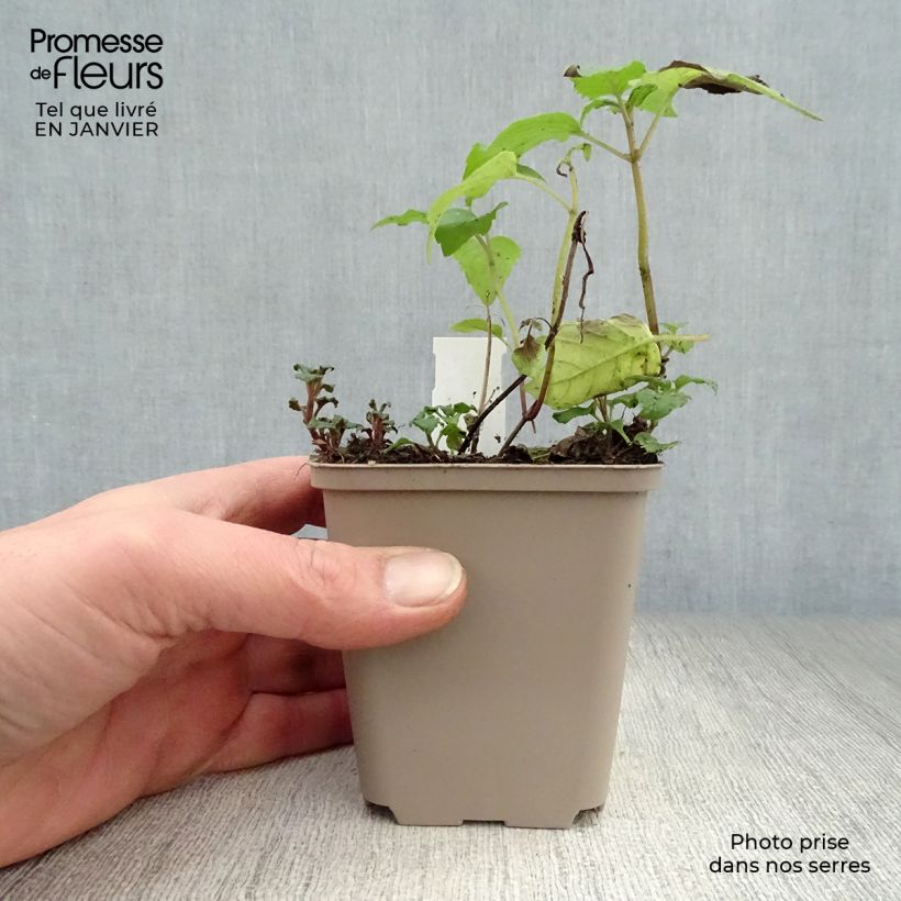 Bergamota silvestre Gewitterwolke Maceta de 8/9 cm Ejemplar entregado en invierno