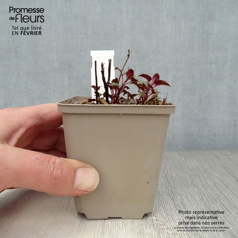 Bergamota silvestre Heidelerche Maceta de 8/9 cm Ejemplar entregado en invierno