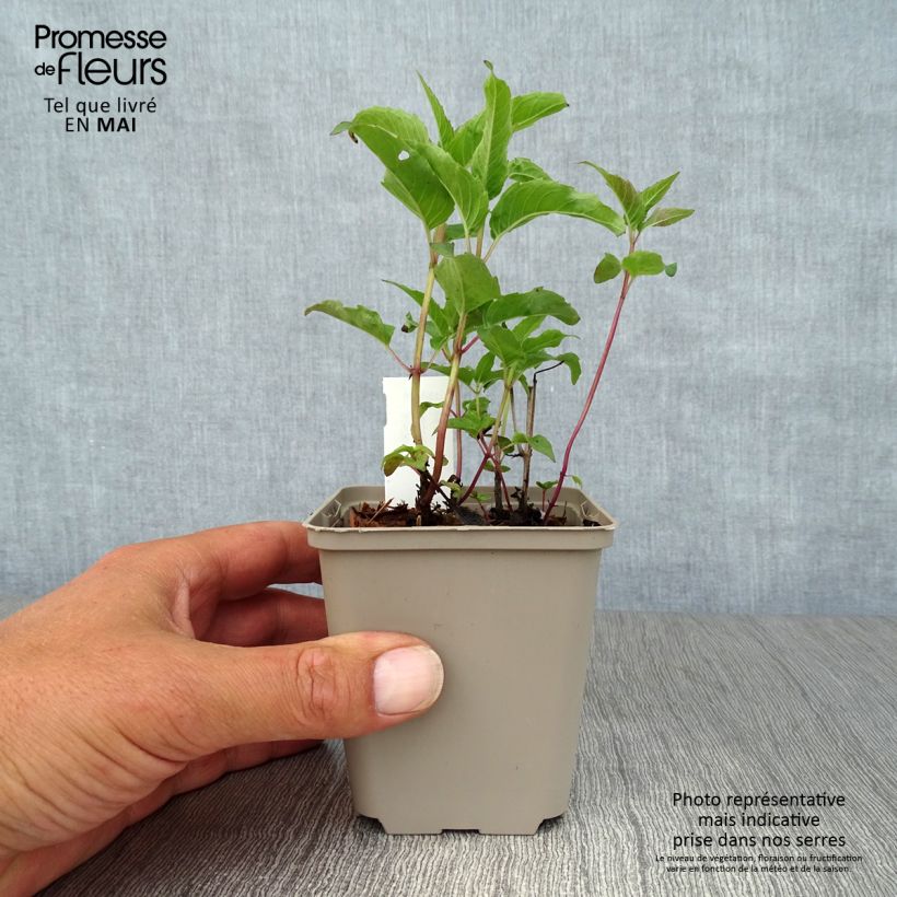 Bergamota silvestre Heidelerche Maceta de 8/9 cm Ejemplar entregado en la primavera