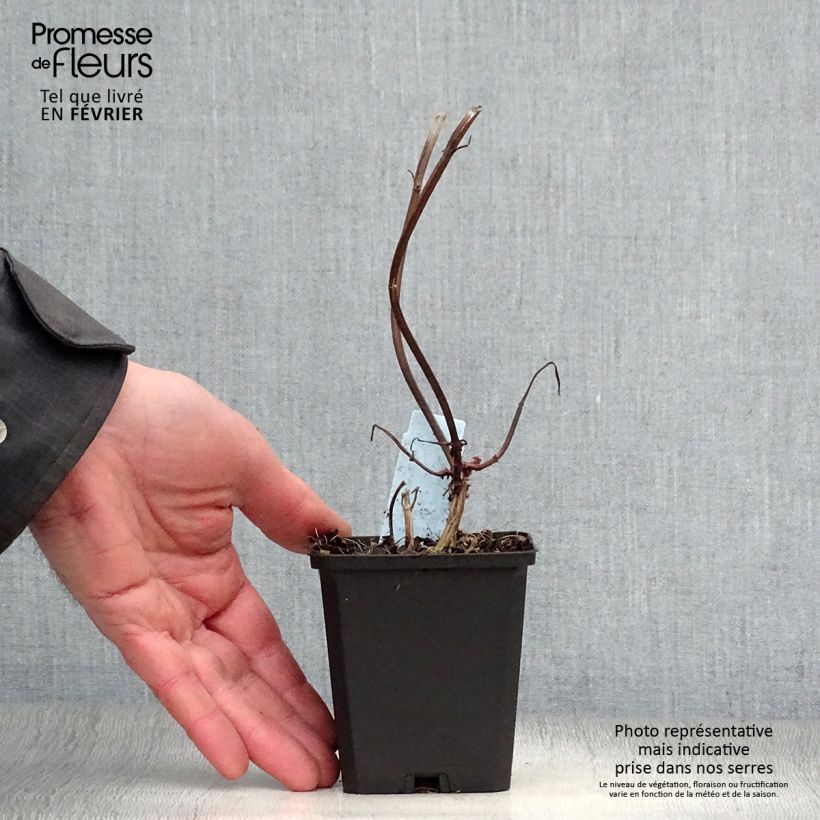 Bergamota silvestre Jacob Cline Maceta de 8/9 cm Ejemplar entregado en invierno