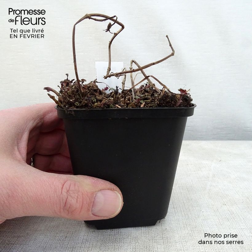 Bergamota silvestre Melissa Maceta de 8/9 cm Ejemplar entregado en invierno