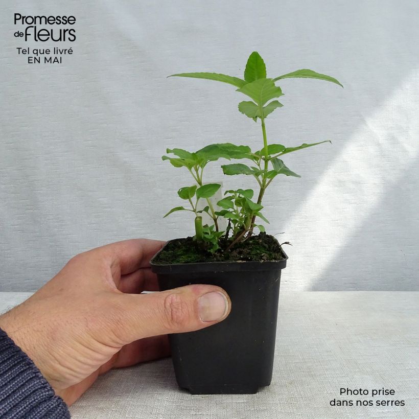 Bergamota silvestre Melissa Maceta de 8/9 cm Ejemplar entregado en la primavera