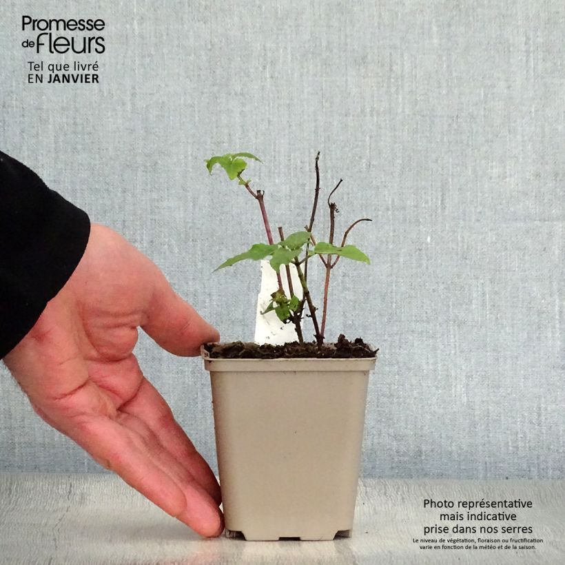 Bergamota silvestre Mohawk Maceta de 8/9 cm Ejemplar entregado en invierno