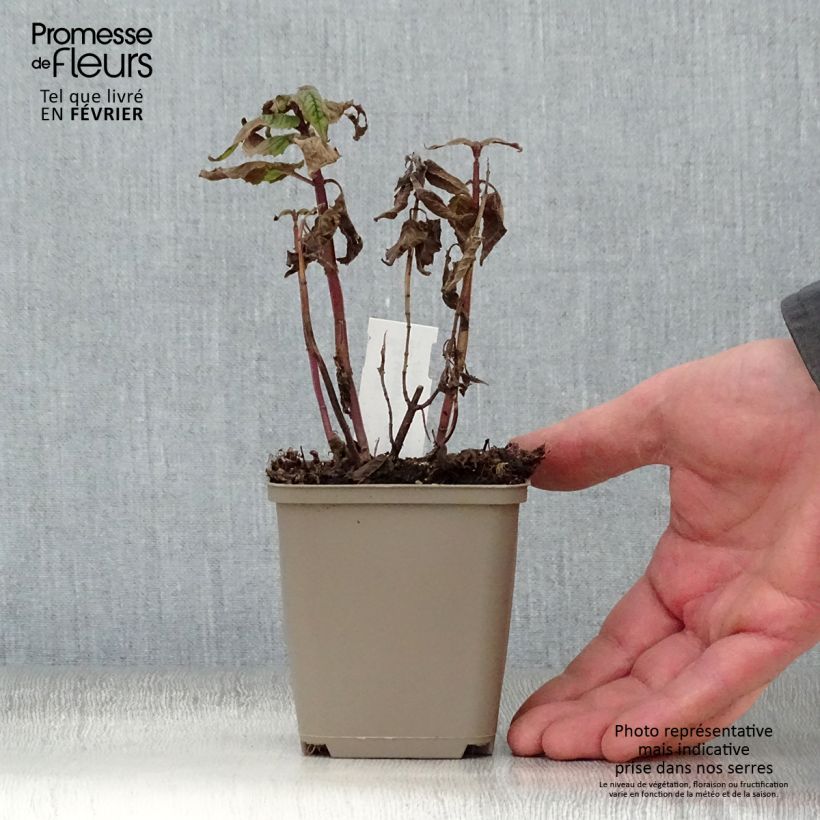 Bergamota silvestre Petite Delight Maceta de 8/9 cm Ejemplar entregado en invierno