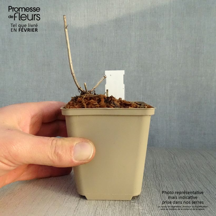 Monarda Pink Lace - Bergamota silvestre Maceta de 7/8 cm Ejemplar entregado en invierno