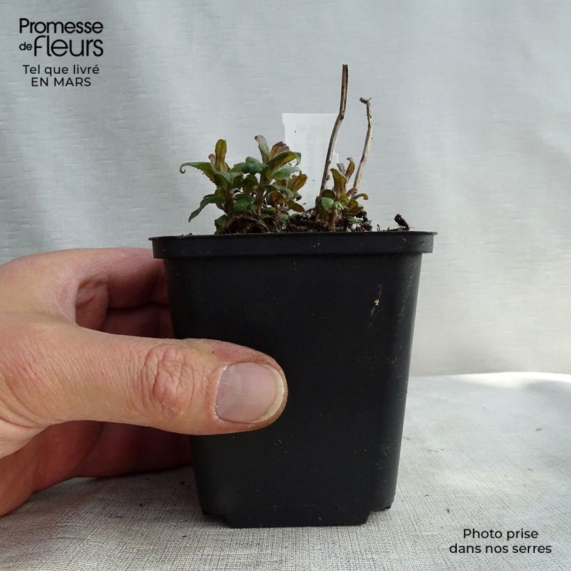 Monarda Purple Lace - Bergamota silvestre Maceta de 8/9 cm Ejemplar entregado en la primavera