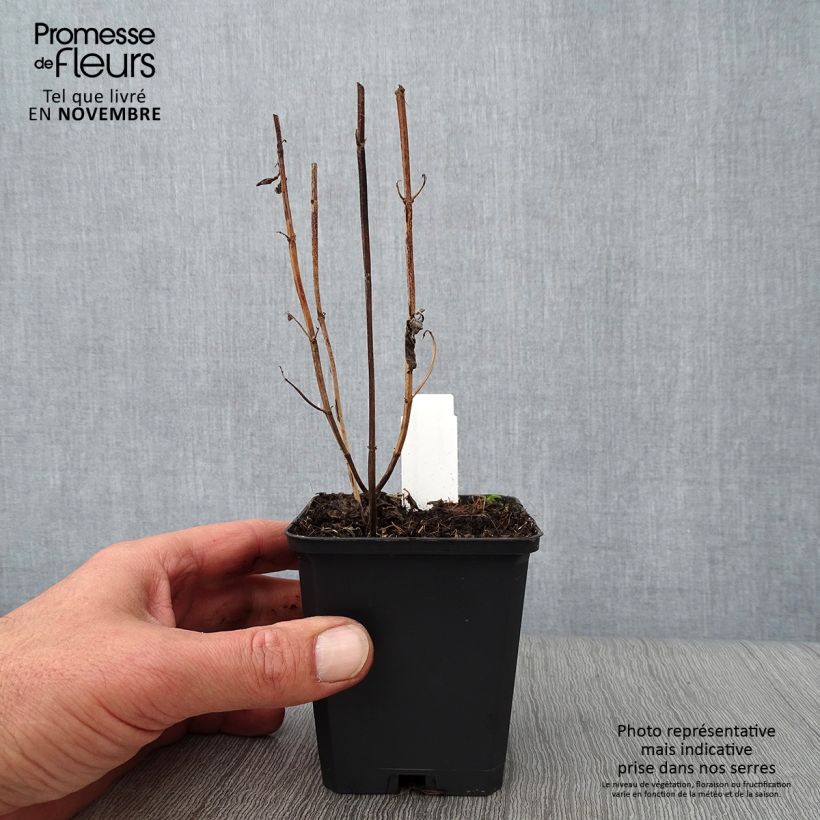 Ejemplar de Bergamota silvestre Schneewittchen Maceta de 8/9 cm entregado en otoño