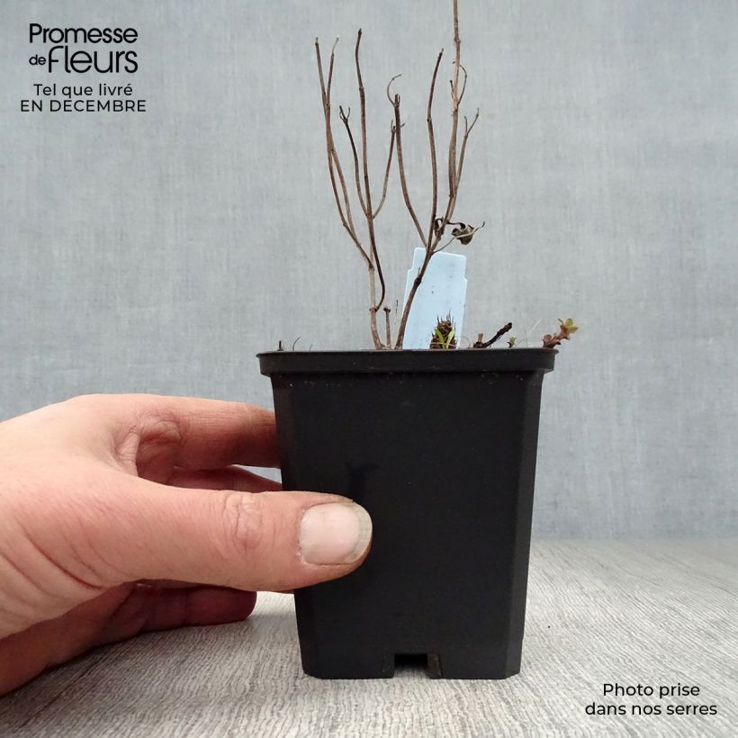 Bergamota silvestre Schneewittchen Maceta de 8/9 cm Ejemplar entregado en invierno