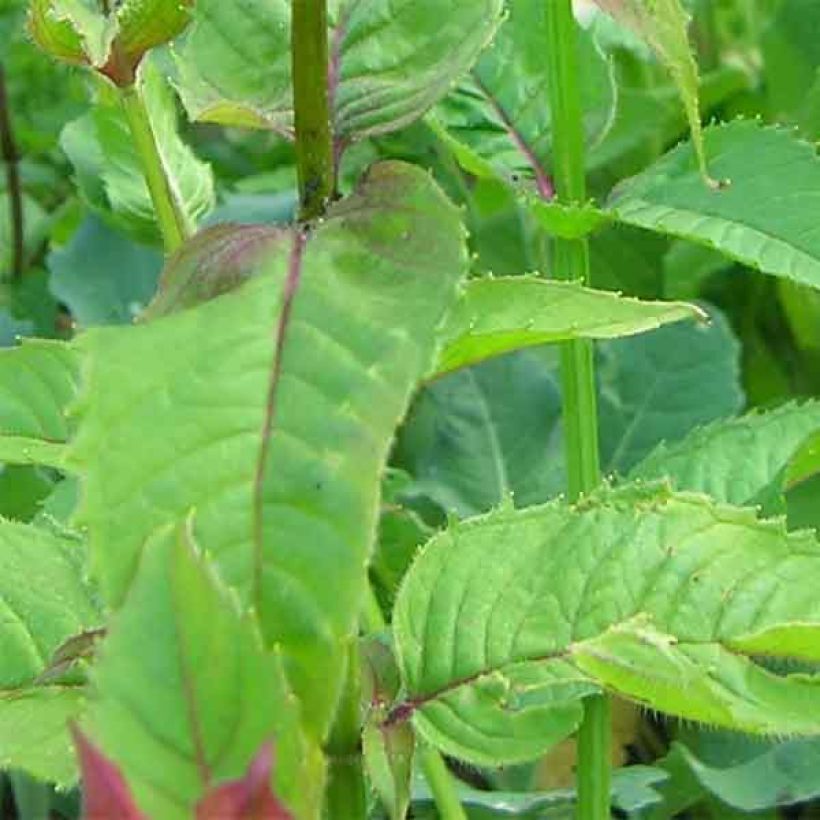 Monarda Scorpion - Bergamota silvestre (Follaje)