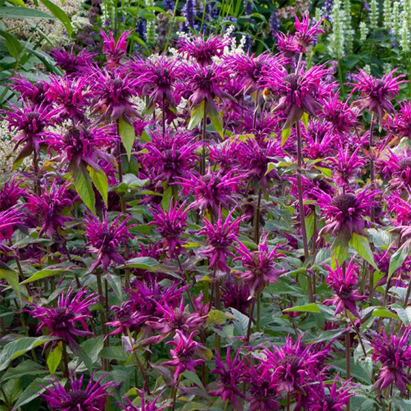 Monarda Scorpion - Bergamota silvestre (Floración)