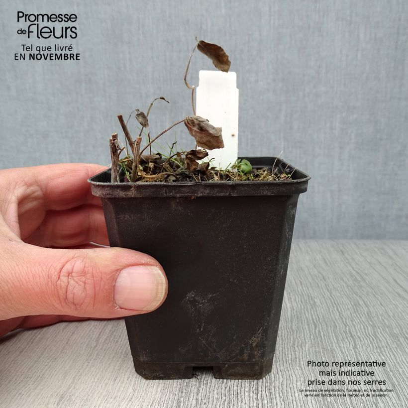 Ejemplar de Monarda Scorpion - Bergamota silvestre Maceta de 8/9 cm entregado en otoño