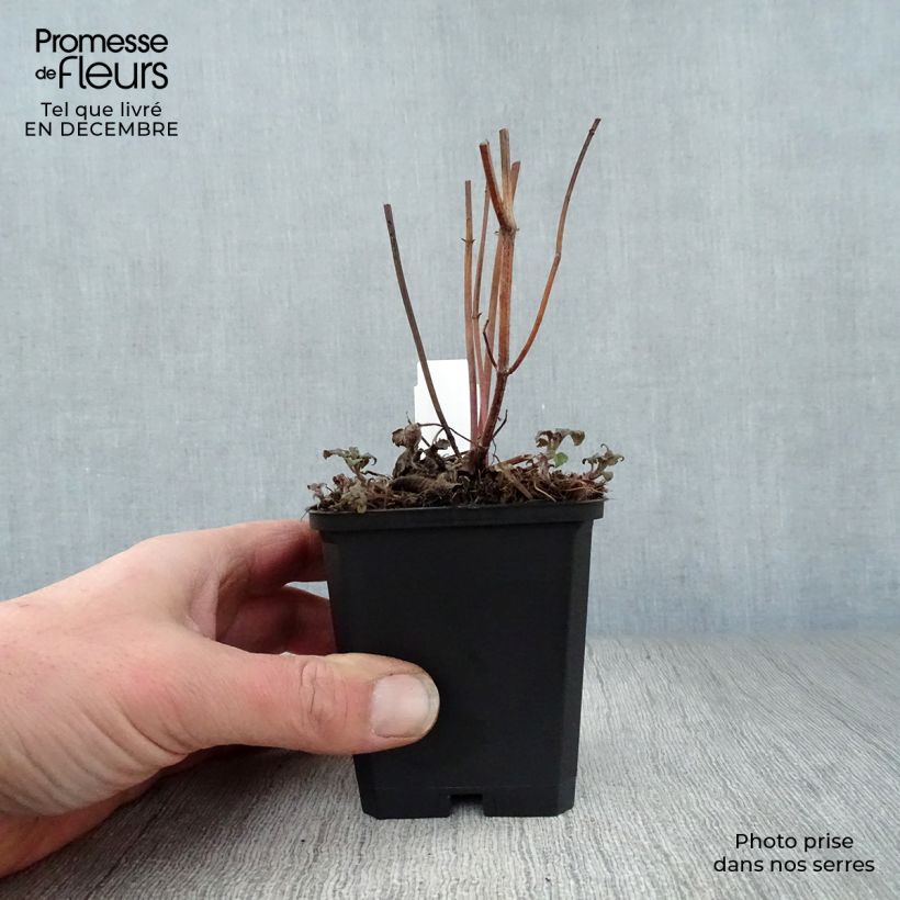 Monarda Scorpion - Bergamota silvestre Maceta de 8/9 cm Ejemplar entregado en invierno