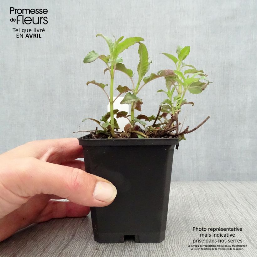 Monarda Scorpion - Bergamota silvestre Maceta de 8/9 cm Ejemplar entregado en la primavera