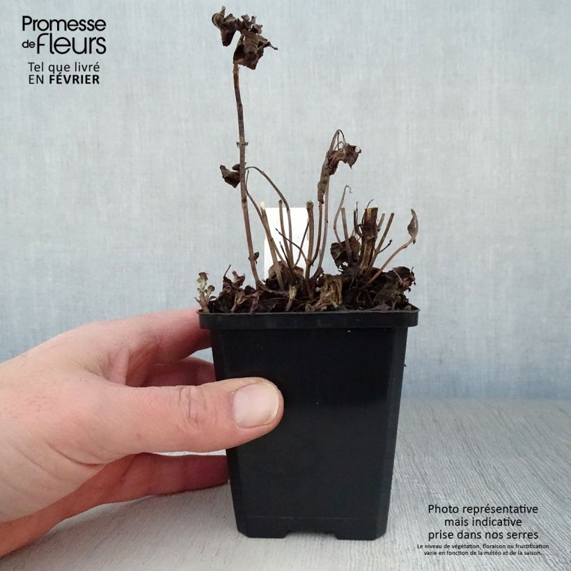 Monarda Squaw - Bergamota silvestre Maceta de 8/9 cm Ejemplar entregado en invierno