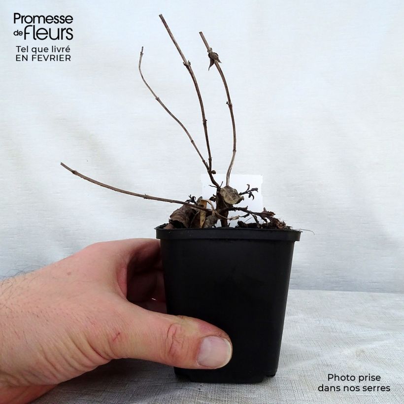 Ortiga de Russel - Monarda bradburiana Maceta de 8/9 cm Ejemplar entregado en invierno