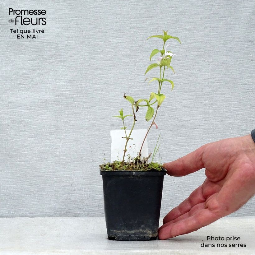 Ortiga de Russel - Monarda bradburiana Maceta de 8/9 cm Ejemplar entregado en la primavera