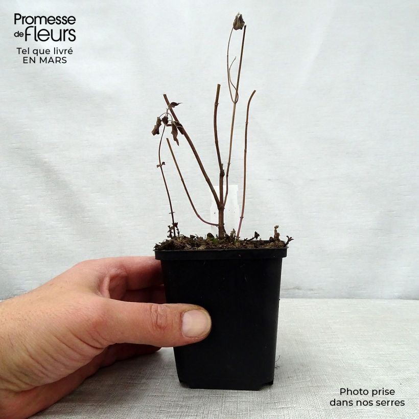 Bergamota silvestre - Monarda fistulosa subsp.menthifolia Maceta de 8/9 cm Ejemplar entregado en la primavera