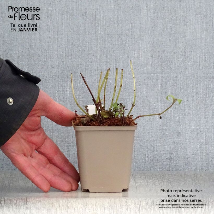 Bergamota silvestre - Monarda fistulosa subsp.menthifolia Maceta de 8/9 cm Ejemplar entregado en invierno