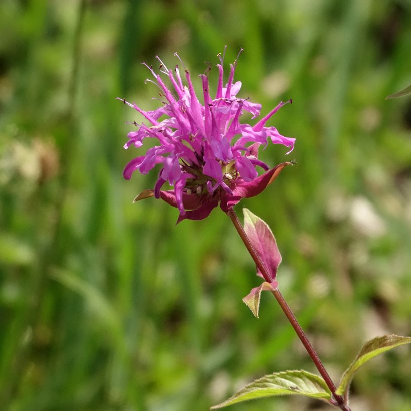 Bergamota silvestre - Monarda fistulosa subsp.menthifolia (Floración)