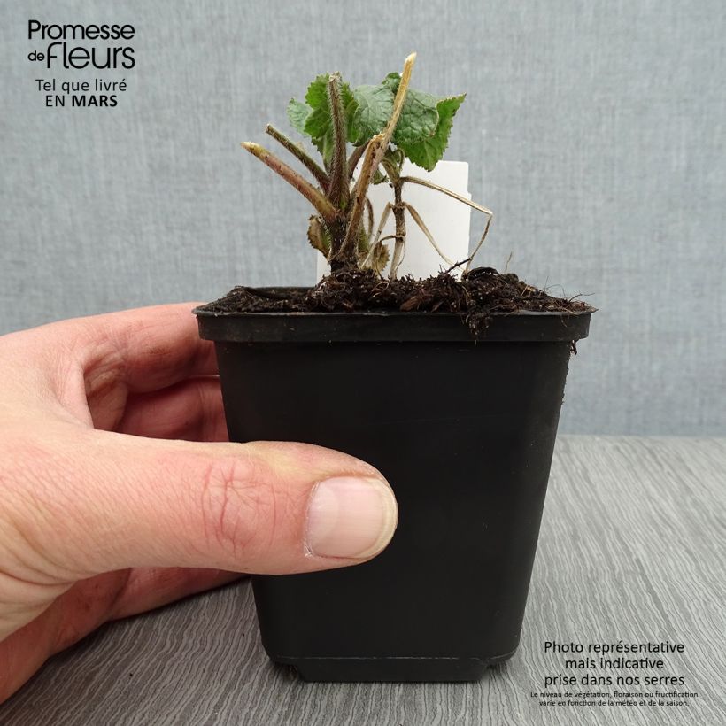 Lunaria annua Alba - Monedas del Papa Maceta de 8/9 cm Ejemplar entregado en la primavera