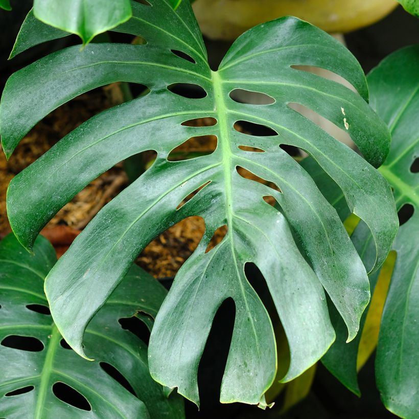 Monstera deliciosa - Costilla de Adán (Follaje)