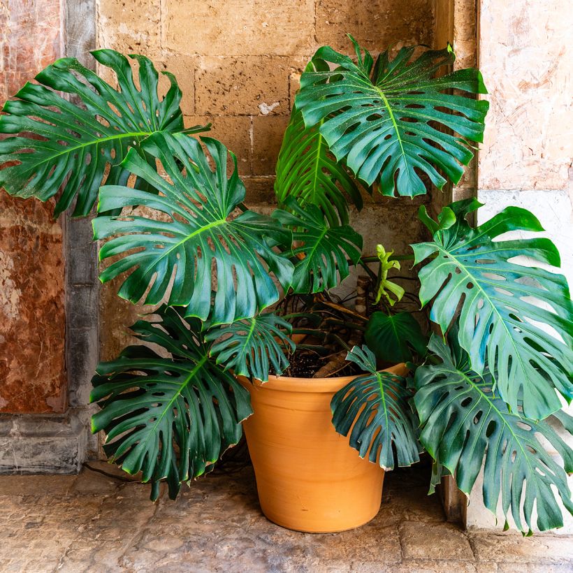 Monstera deliciosa - Costilla de Adán (Porte)