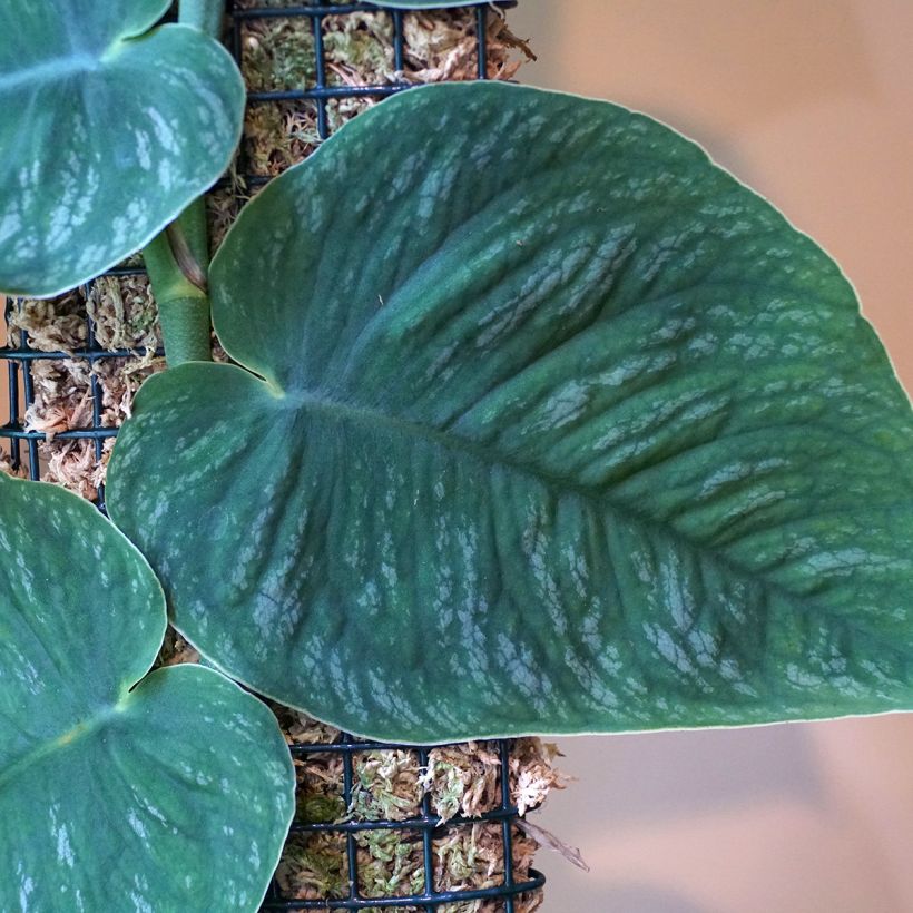 Monstera dubia (Follaje)