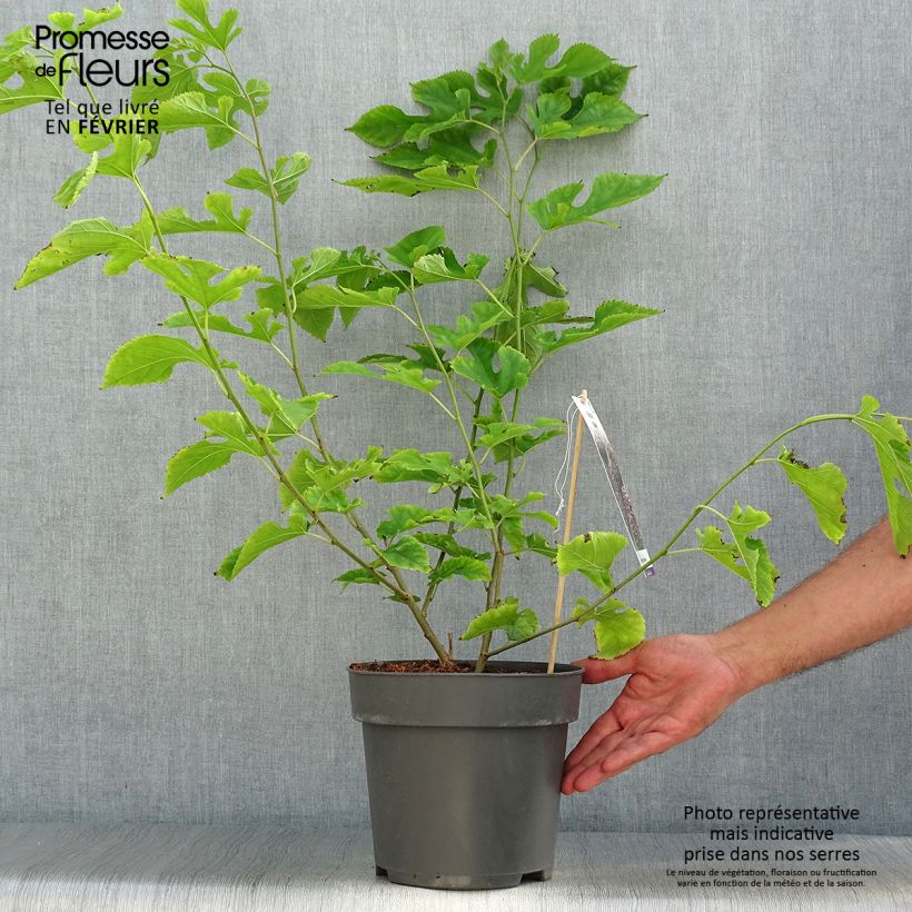 Ejemplar de Morera Mulle - Morus acidosa Maceta 3L/4L entregado en otoño