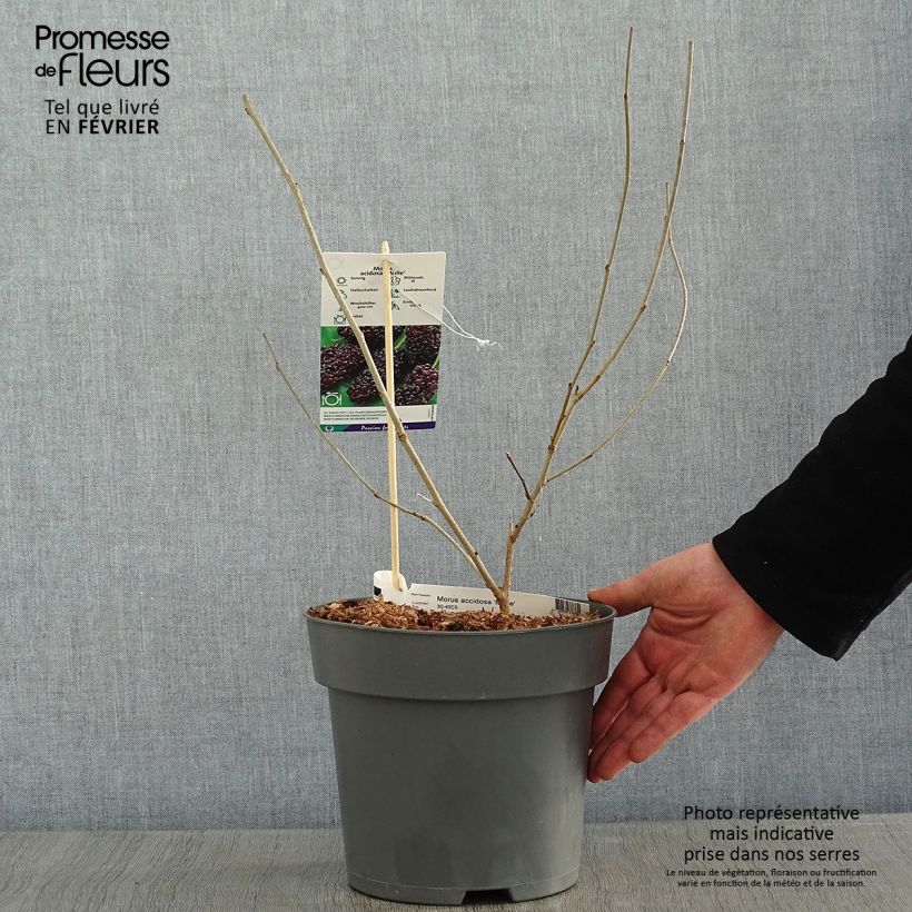 Morera Mulle - Morus acidosa Maceta 3L/4L Ejemplar entregado en invierno