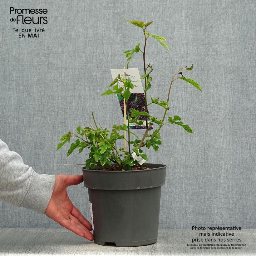 Morera Mulle - Morus acidosa Maceta 3L/4L Ejemplar entregado en la primavera