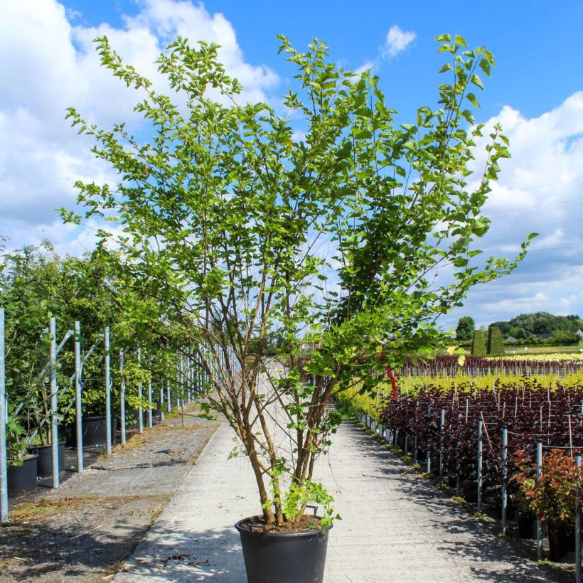 Morus alba - Morera blanca Contenedor 80L/90L Ejemplar entregado en la primavera