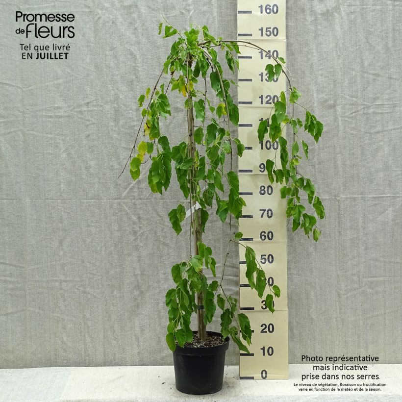 Ejemplar de Morus alba Pendula - Morera blanca Maceta 7,5L/10L, Tallo entregado en verano