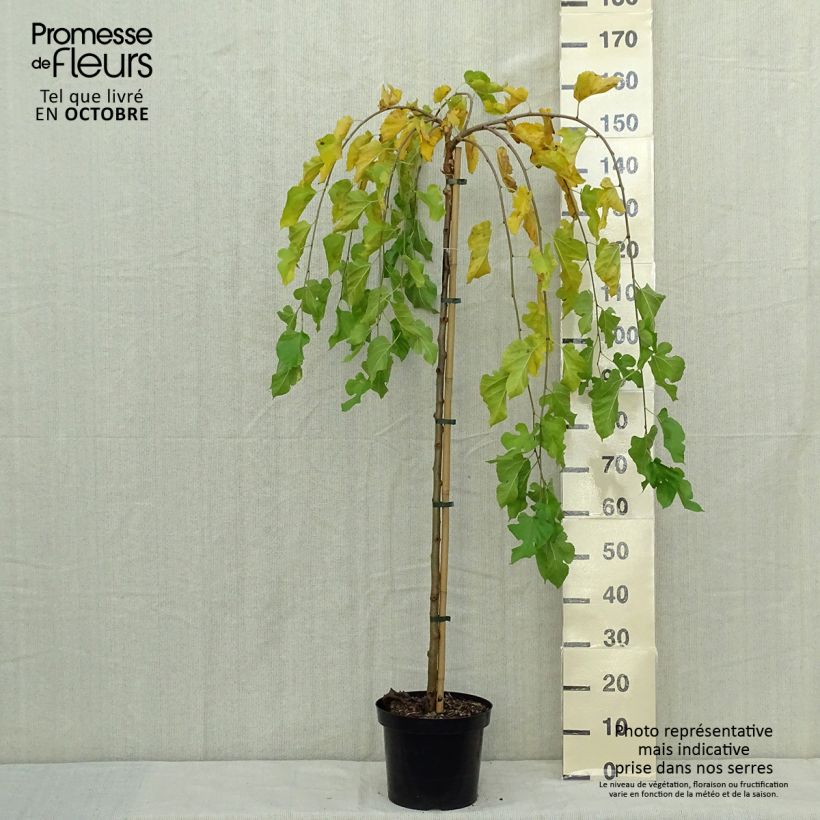 Ejemplar de Morus alba Pendula - Morera blanca Maceta 7,5L/10L entregado en otoño