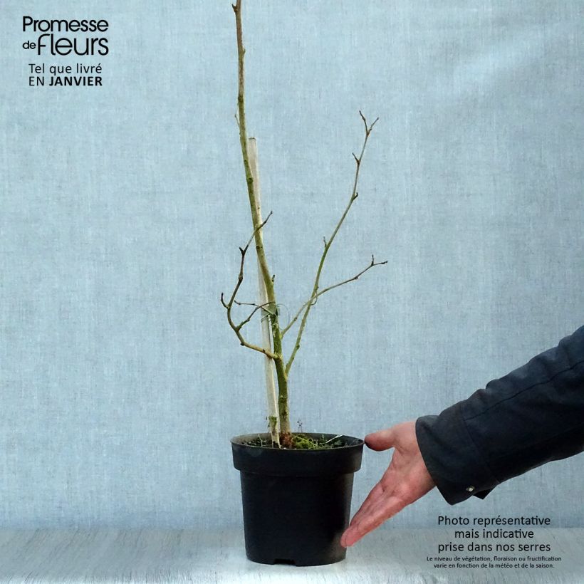 Morus nigra - Moral negro Maceta 1,5L/2L Ejemplar entregado en invierno