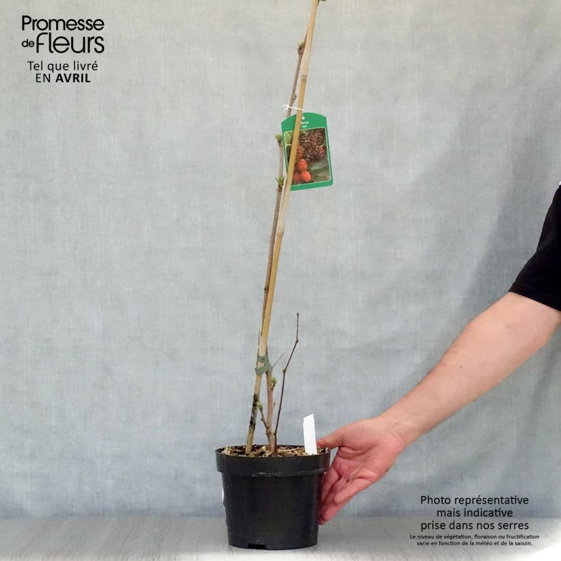 Morus nigra - Moral negro Maceta 1,5L/2L Ejemplar entregado en la primavera