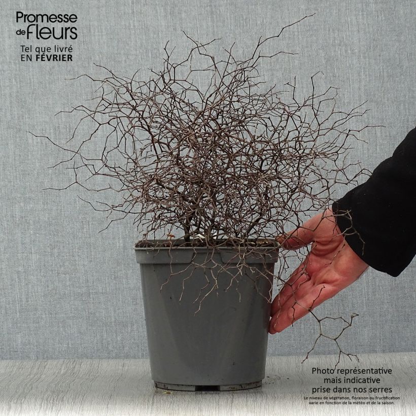 Muehlenbeckia astonii - Enredadera de alambre Maceta 3L/4L Ejemplar entregado en invierno