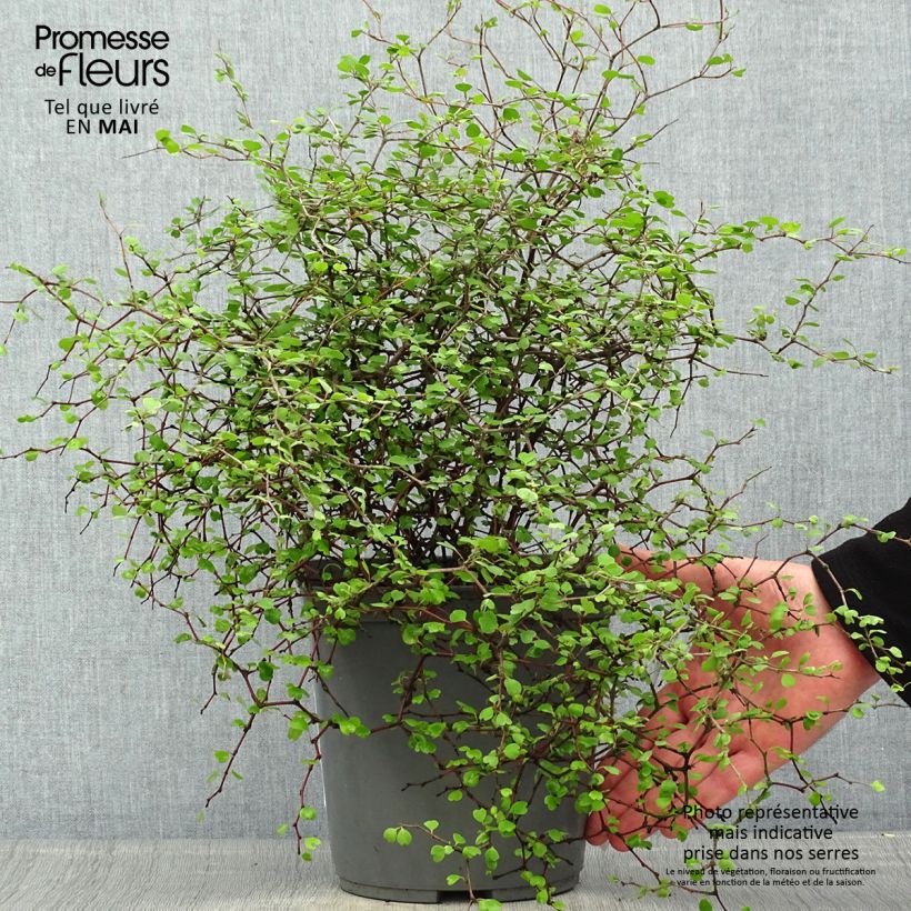 Muehlenbeckia astonii - Enredadera de alambre Maceta 3L/4L Ejemplar entregado en la primavera