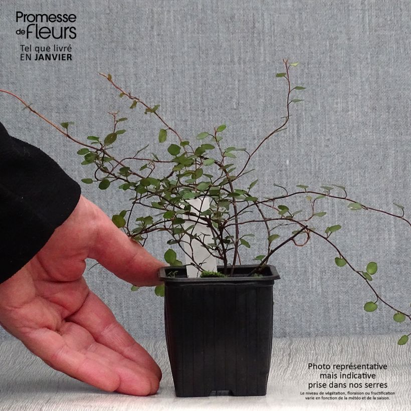 Muehlenbeckia complexa - Enredadera de alambre Maceta de 8/9 cm Ejemplar entregado en invierno